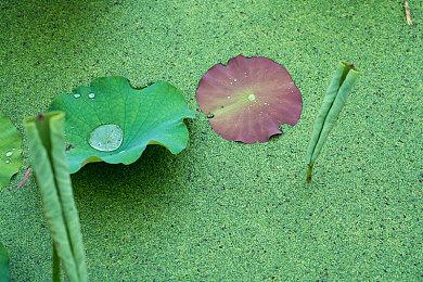 《零红蝶》三版本画面对比 任天堂版画面更性感